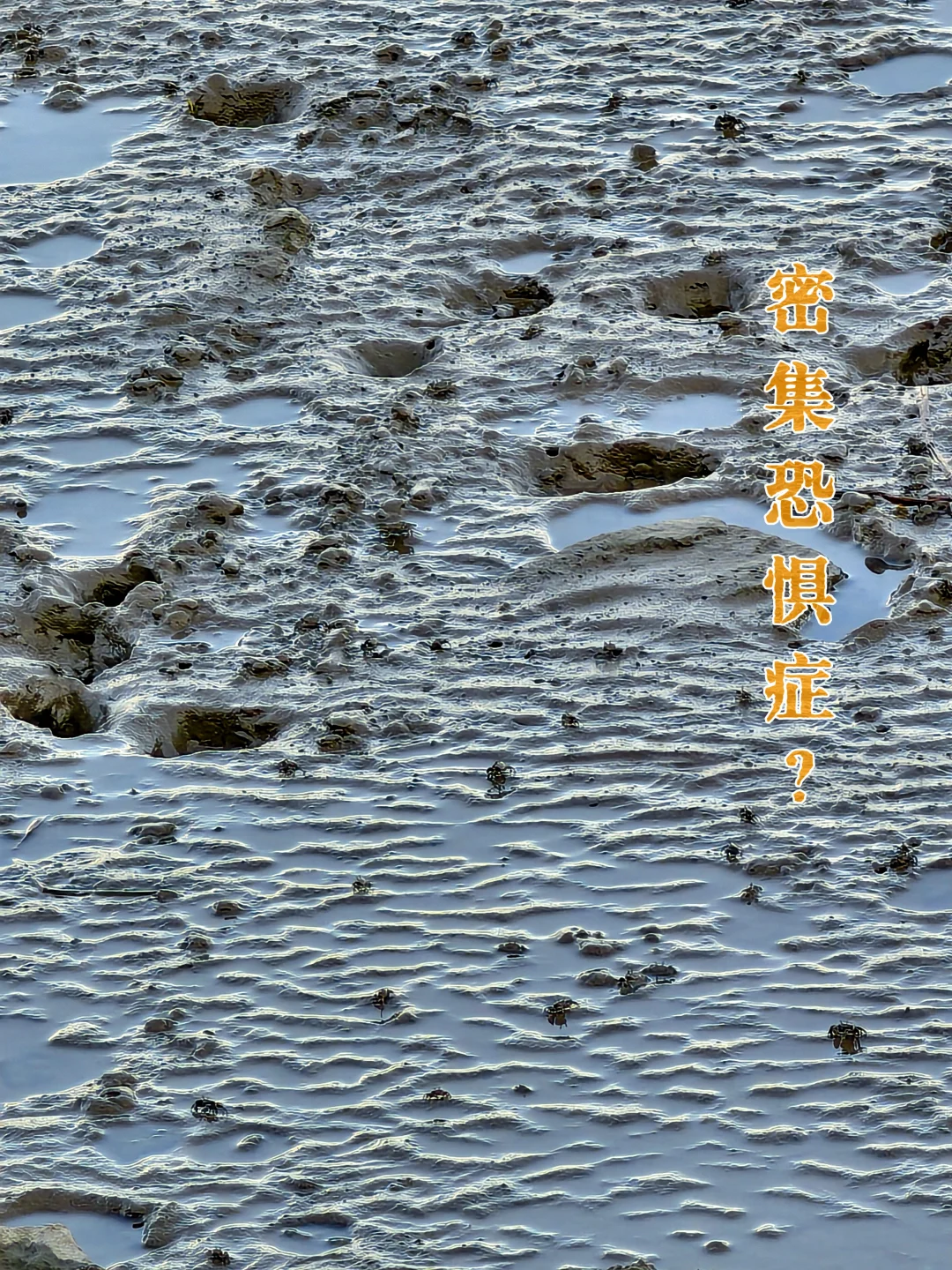 西岸梦中心|滩涂上这种小螃蟹，能食用吗？