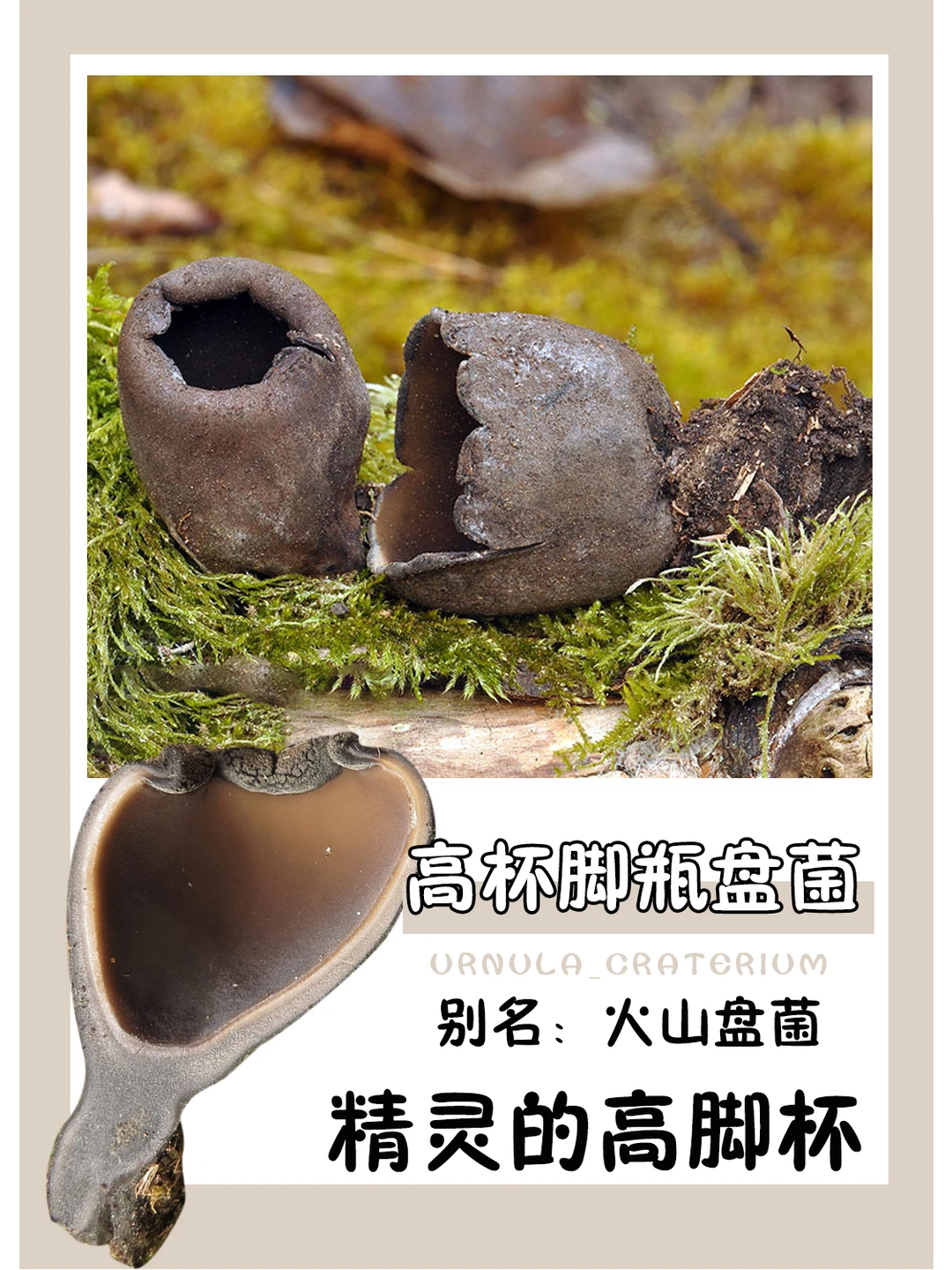 精灵喝红酒，当然要用高脚杯