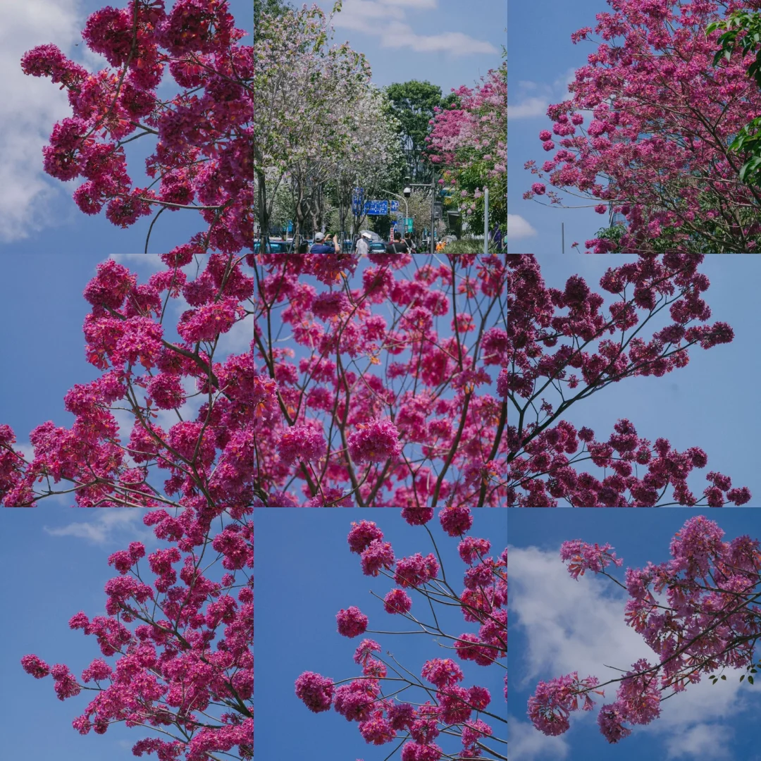 繁华落尽，一地风铃 ——淡红风铃木