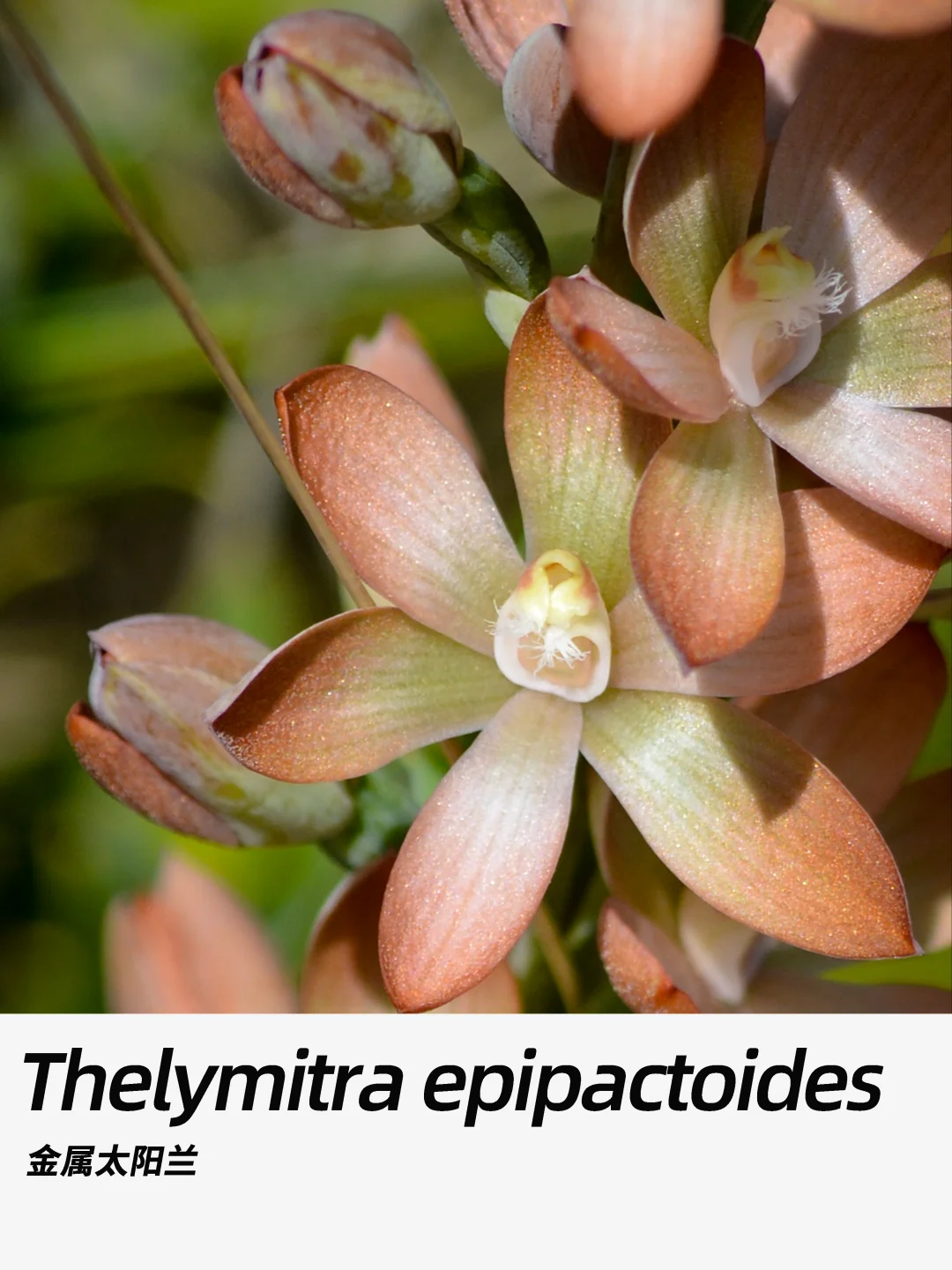 带你每天认识一种花材350｜金属太阳兰