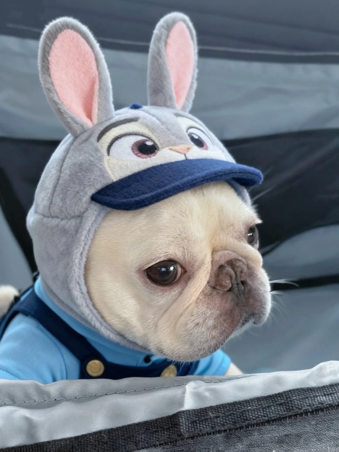 想被我逮捕的请举手🙋🏻‍♀️🙋🏻‍♂️