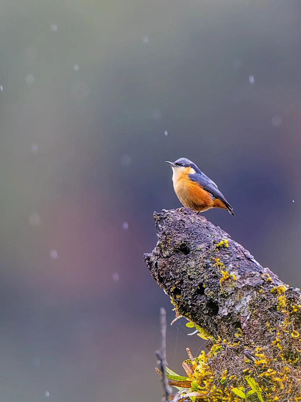 宿命感小鸟：白尾䴓