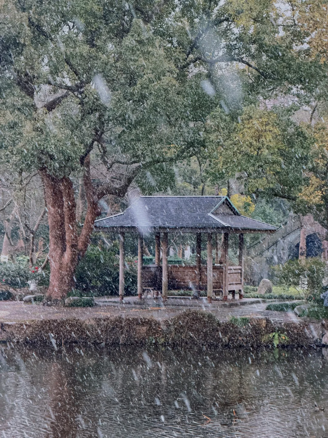 1.20实拍Live | ❄️下雪的杭州西湖杀疯了‼️