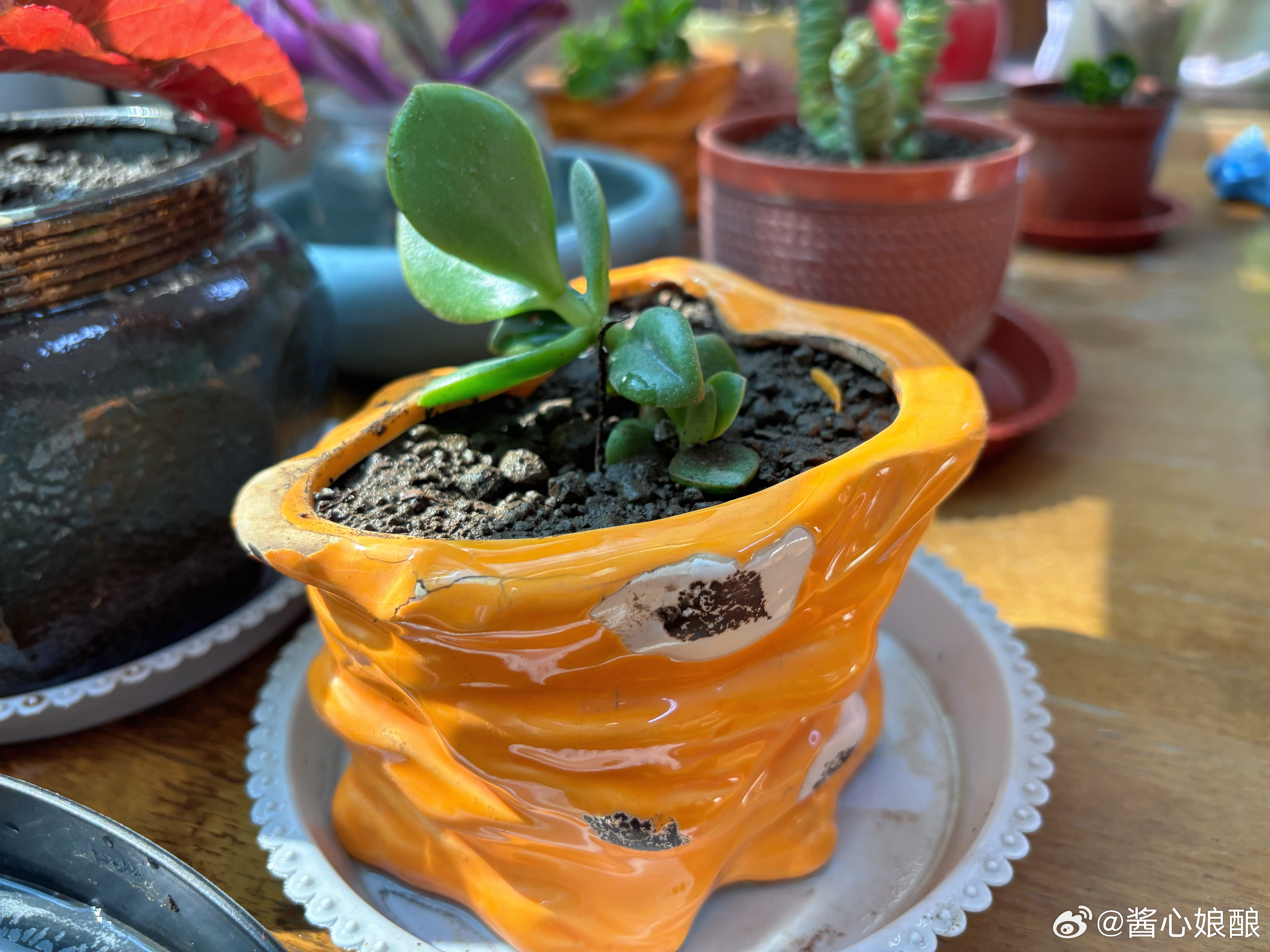 这糟心的一周可算结束了酱心同学由于上周天在蔓想胡吃海吃吃出了急性肠胃炎半夜吐得昏天黑地在家憋了一周好不容易昨天下午能出门放放风结果又摔了个倒栽葱磕肿了大脑门好在今天全是开心事儿上美术课，遇见同班同学同学的妈妈和我说：L为了酱心特意让我给她调到这个班，想着去幼儿园就把这个好消息告诉酱心，结果从周一等到周五都没见到，没想到今天酱心竟然来了！简直把酱心开心坏了狗儒拎着他买的一袋子土来拾掇我的窗台我这一窗台花从草木枯萎、残枝败叶一下子变得生机勃勃酱心很激动：乐迪，快看你的窗台，焕然一新啦！周末真是美好呀酱心的周末生活