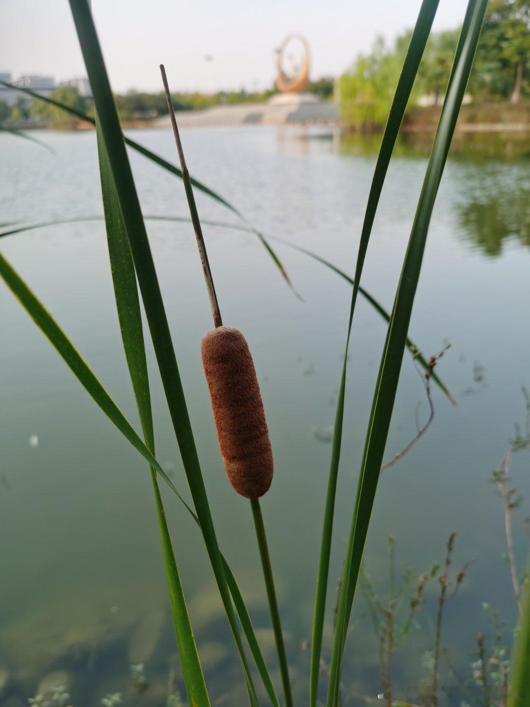 水蜡烛的寓意，简单说就是‌坚韧的爱情和吉祥安康‌。

它在古诗里常用来比喻感情的坚贞，比如《孔雀东南飞》里那句“蒲苇韧如丝，磐石无转移”，就是用蒲苇（也就是水蜡烛）的柔韧来象征爱情的忠贞不渝；同时，水蜡烛在传统文化中也有祛邪纳福的吉祥寓意，端午节时人们还会用它来祈福安康。‌

水蜡烛 ​