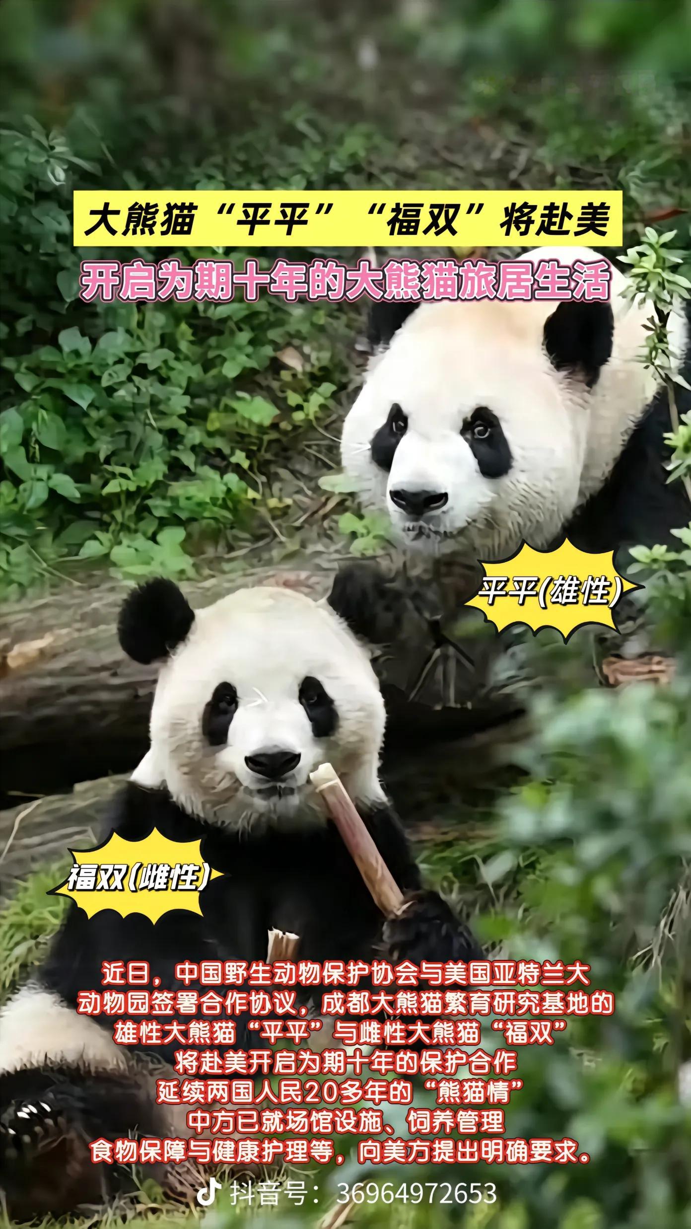 看到平平和福双要去美国，不由得就想起丫丫，心里有点担心。
这次去的是亚特兰大动物园，和当年丫丫所在的孟菲斯不是一家。合同要求很严，场馆按照我们的标准改造，国内专家也会持续监督，要是照顾得不好，我们可以提前接回来。
希望两只小家