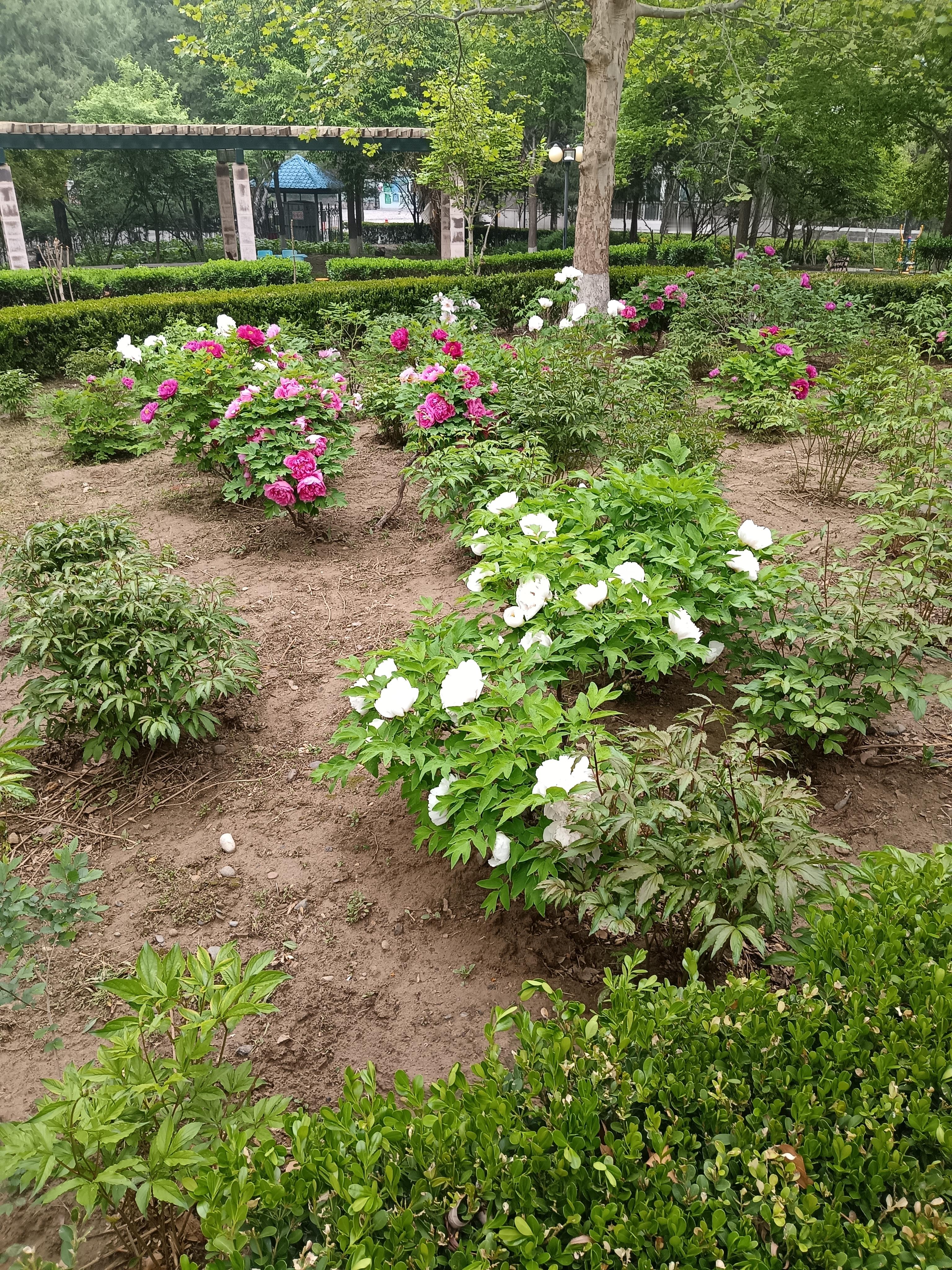 特朗普的与死神擦肩 子弹在空中划出一道致命的弧线，最终只差几英寸就击穿...