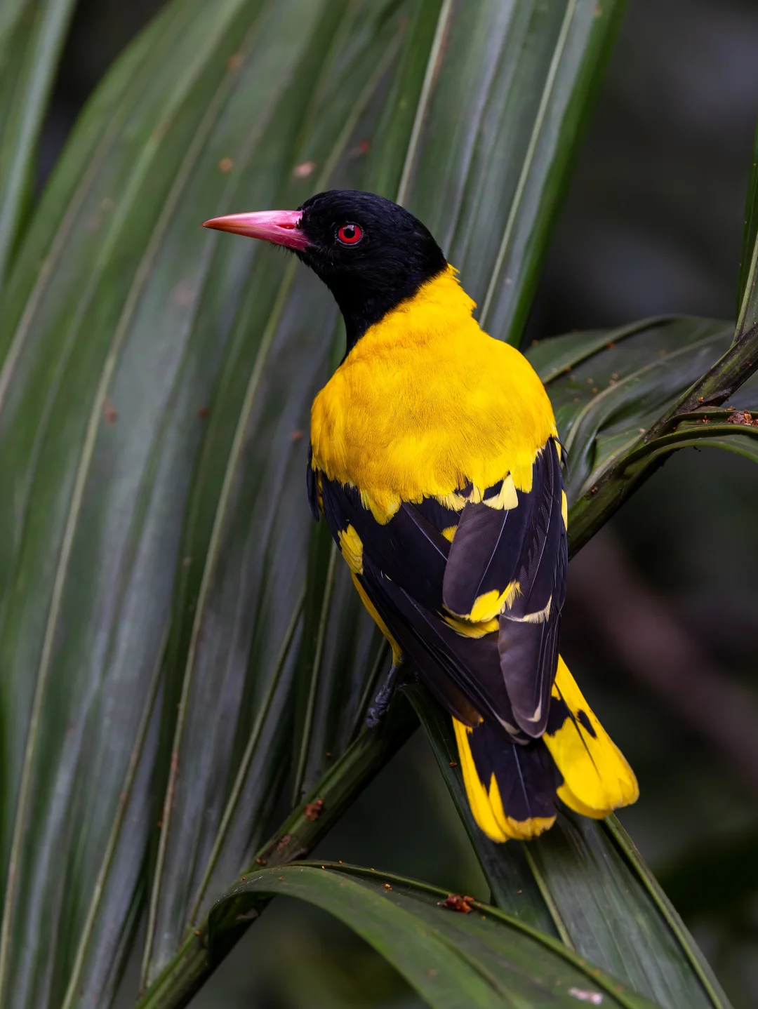 黑头黄鹂的黑金配色真是典雅