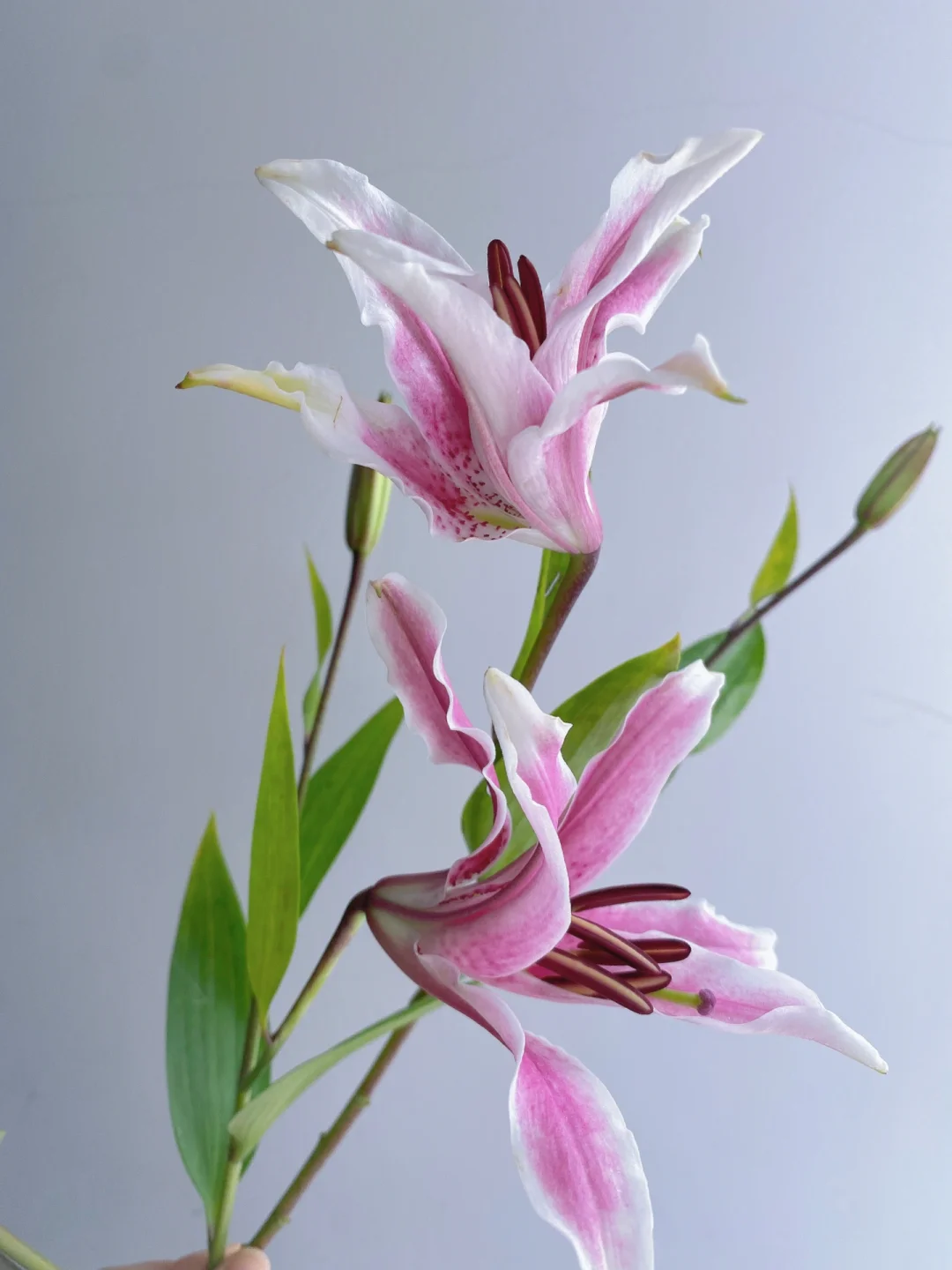 带你每天认识一种花材189｜魔扇公主百合