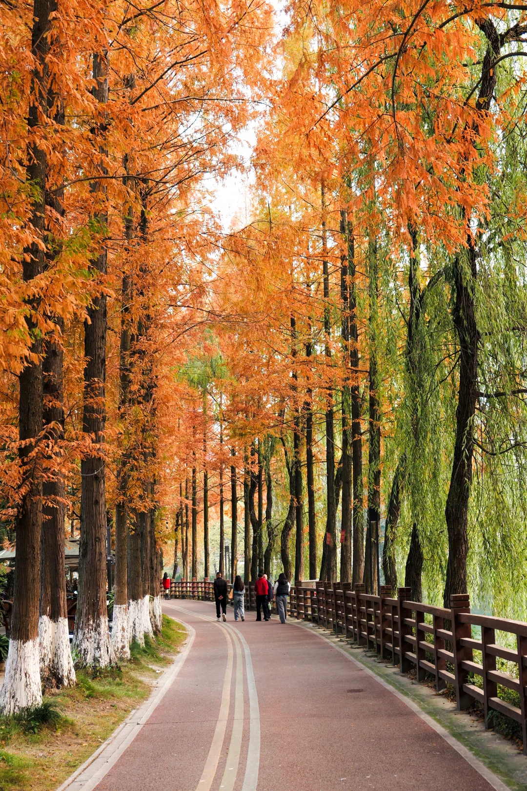 成都秋日限定🍂水杉红了！露营烤土豆煮茶
