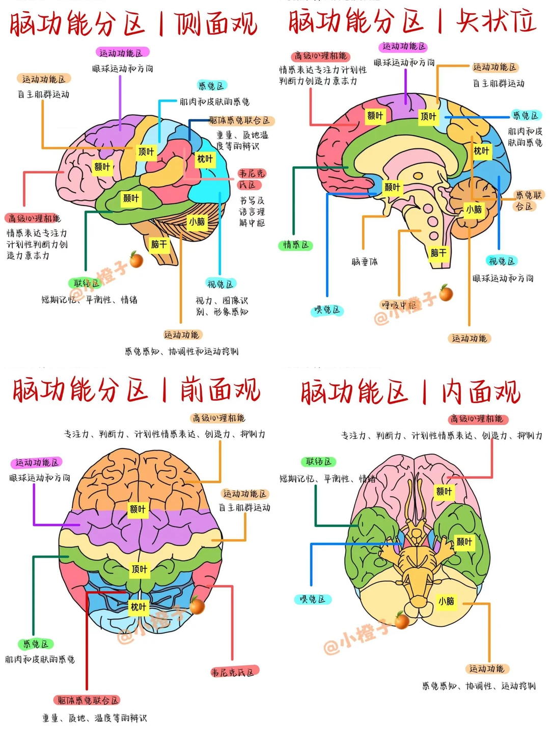 📖脑功能分区｜建议收藏✅