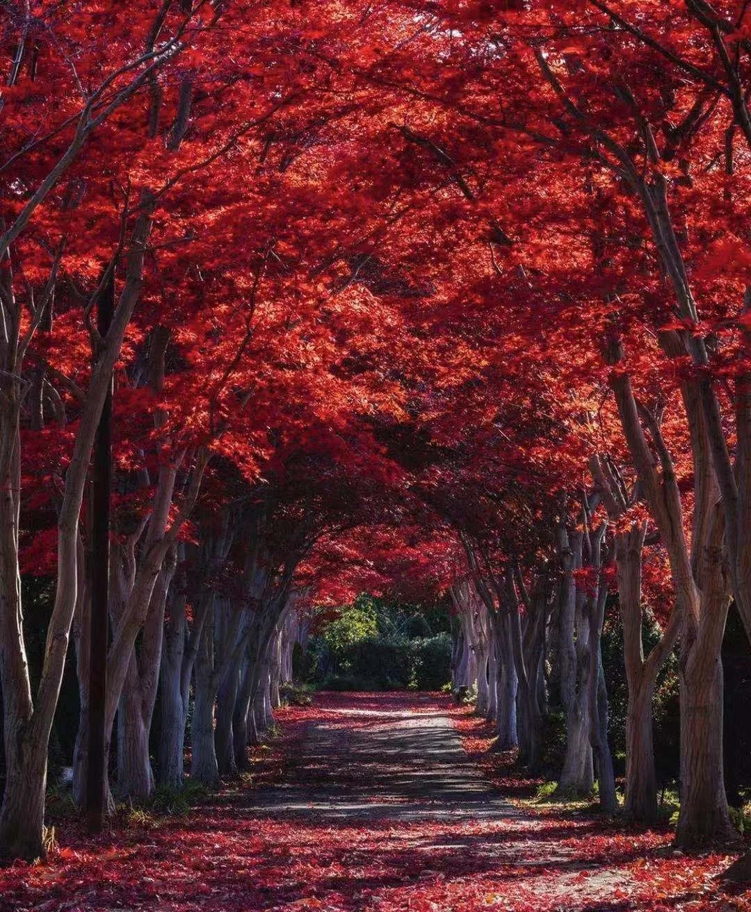 日本北海道|想这样一直走下去的红叶隧道