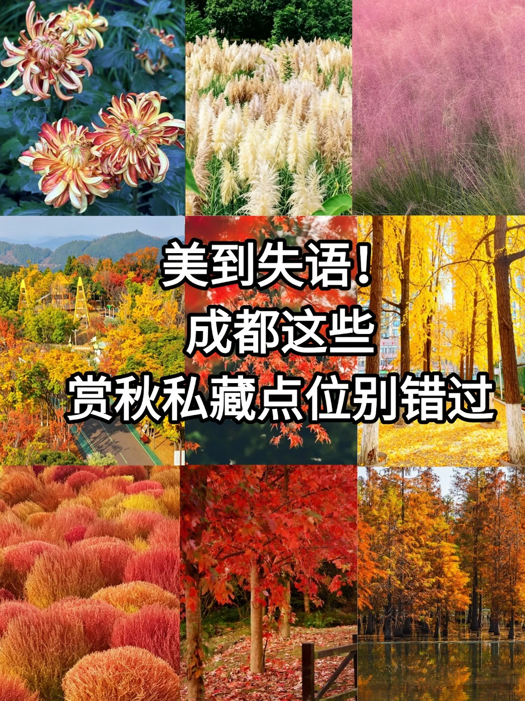 成都的秋天我吹爆！这些赏秋点位可别错过了
