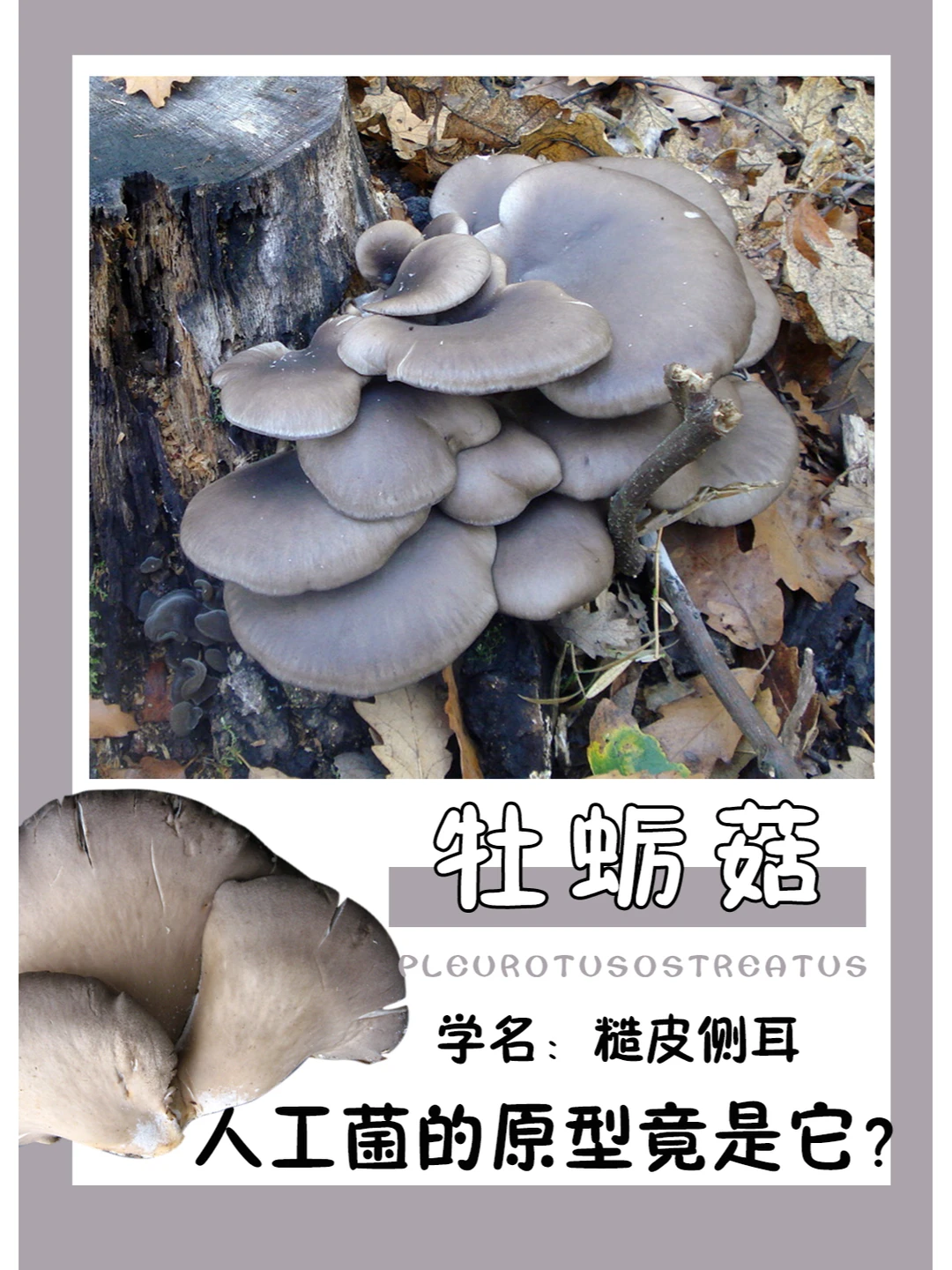 这是我们最熟悉的蘑菇