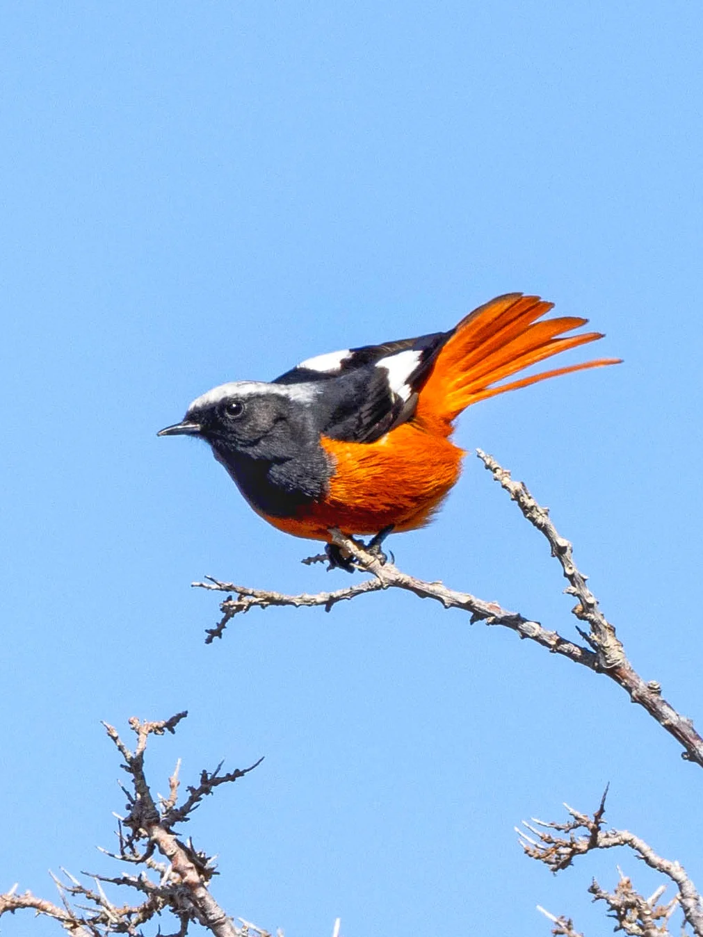 雪山上的小红鸟：红腹红尾鸲