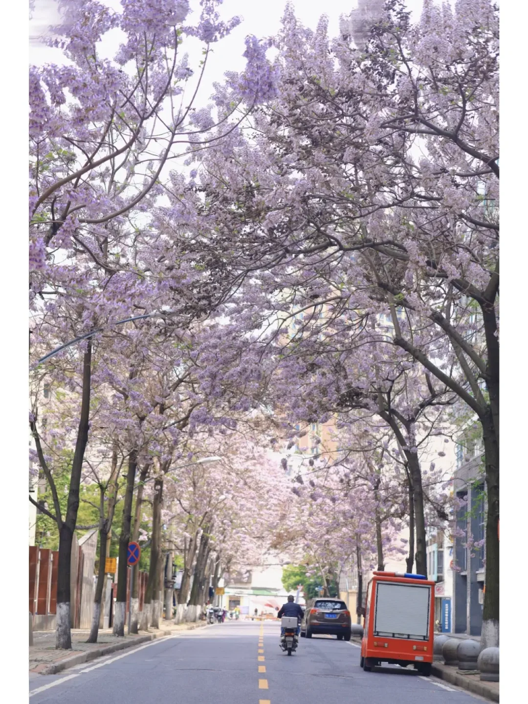 武汉超浪漫的泡桐花海❗️媲美昆明蓝花楹