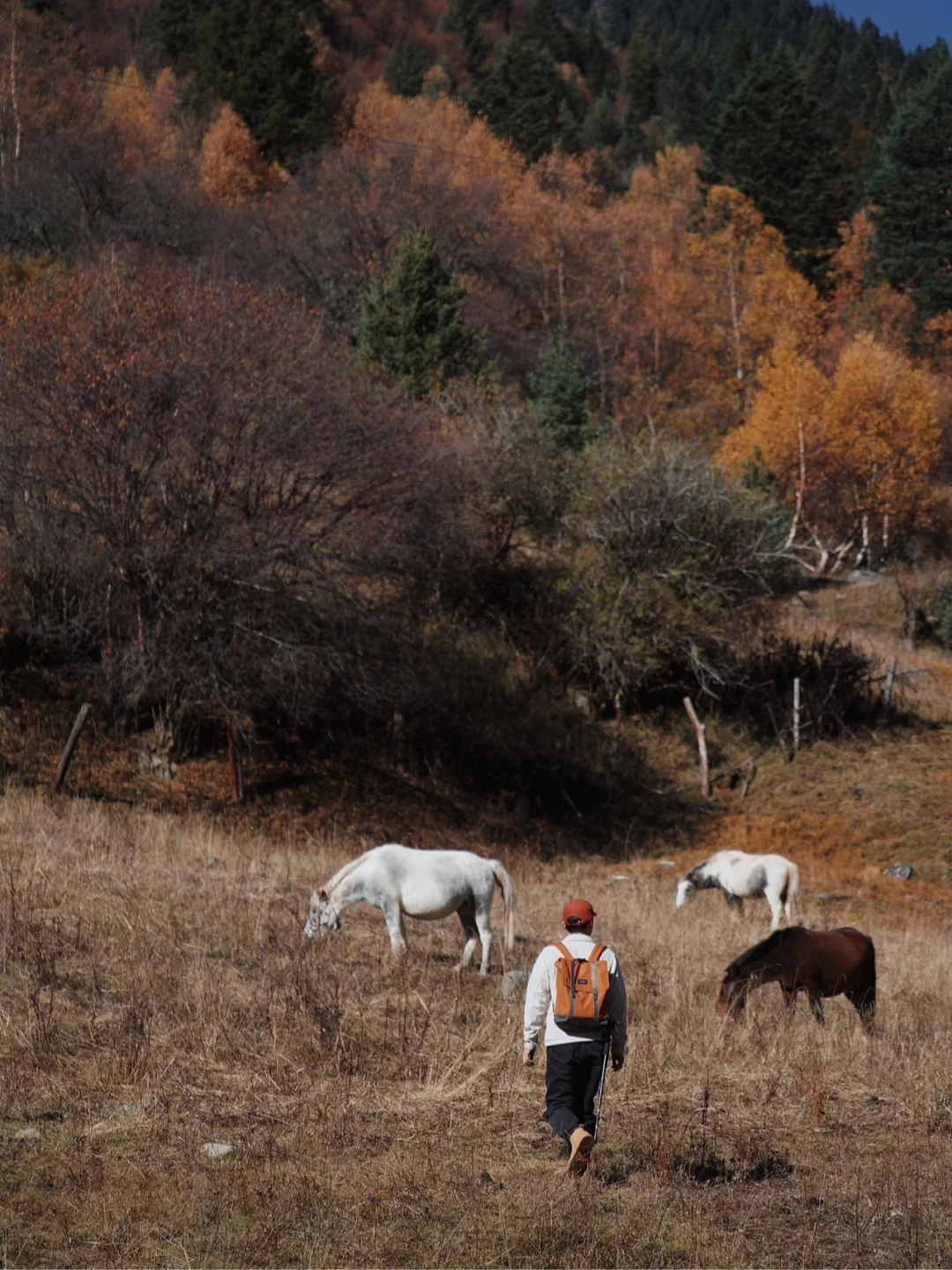 初秋丹巴 | 雪山、藏寨、彩林