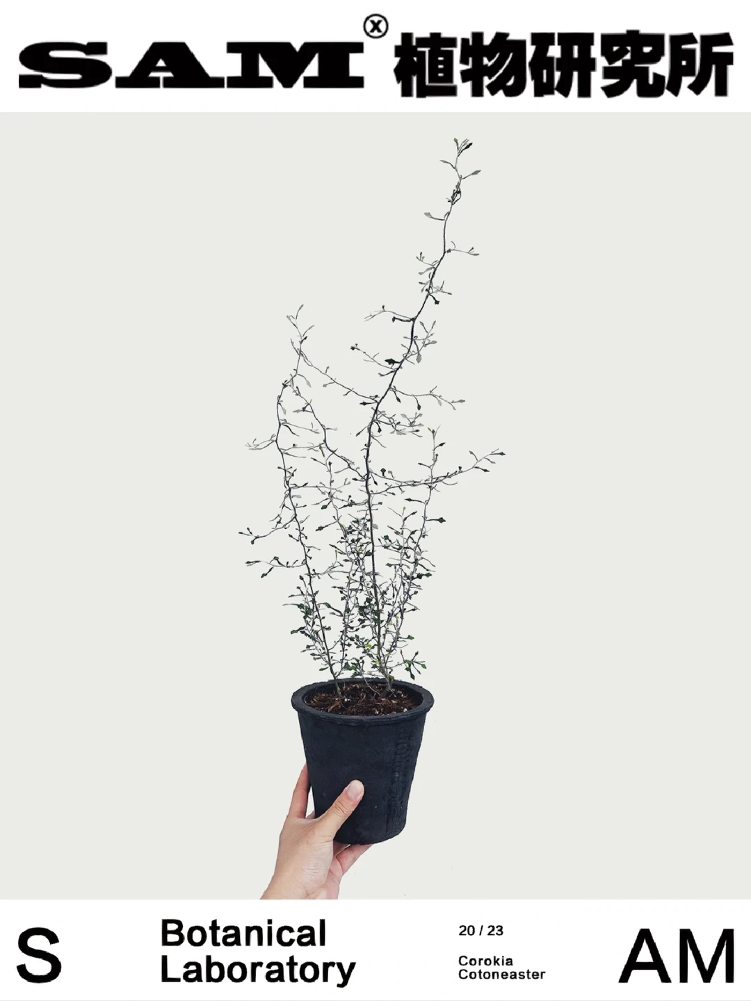 高登铁丝网 | Corokia Cotoneaster