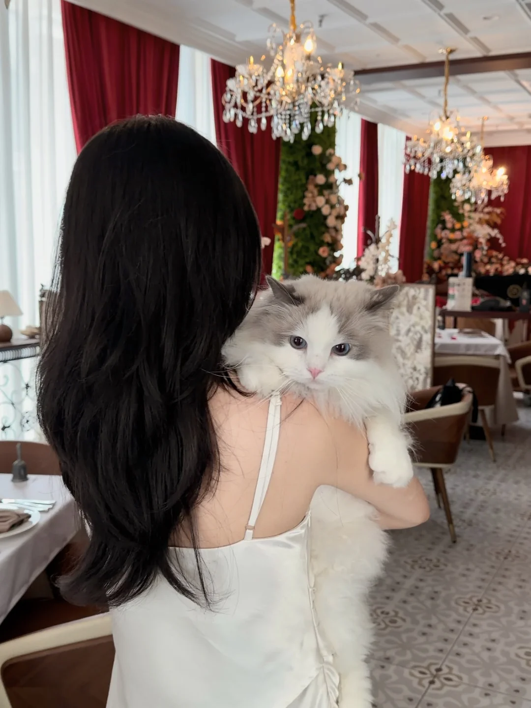 小猫是平淡生活的解药