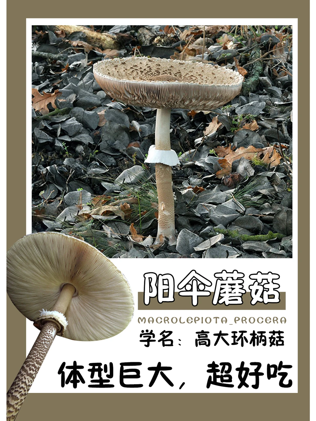 鲜美可口的蛇皮大佬~