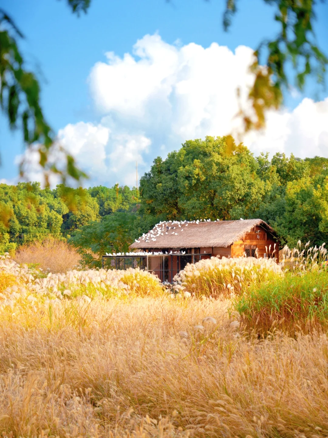 宫崎骏秋日童话｜开始期待杭州的秋天了🍂