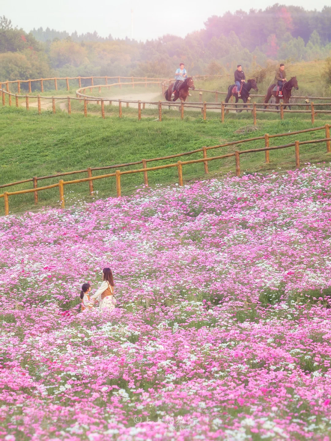 武汉小“拉萨”❗️格桑花开满山坡❗️巨美