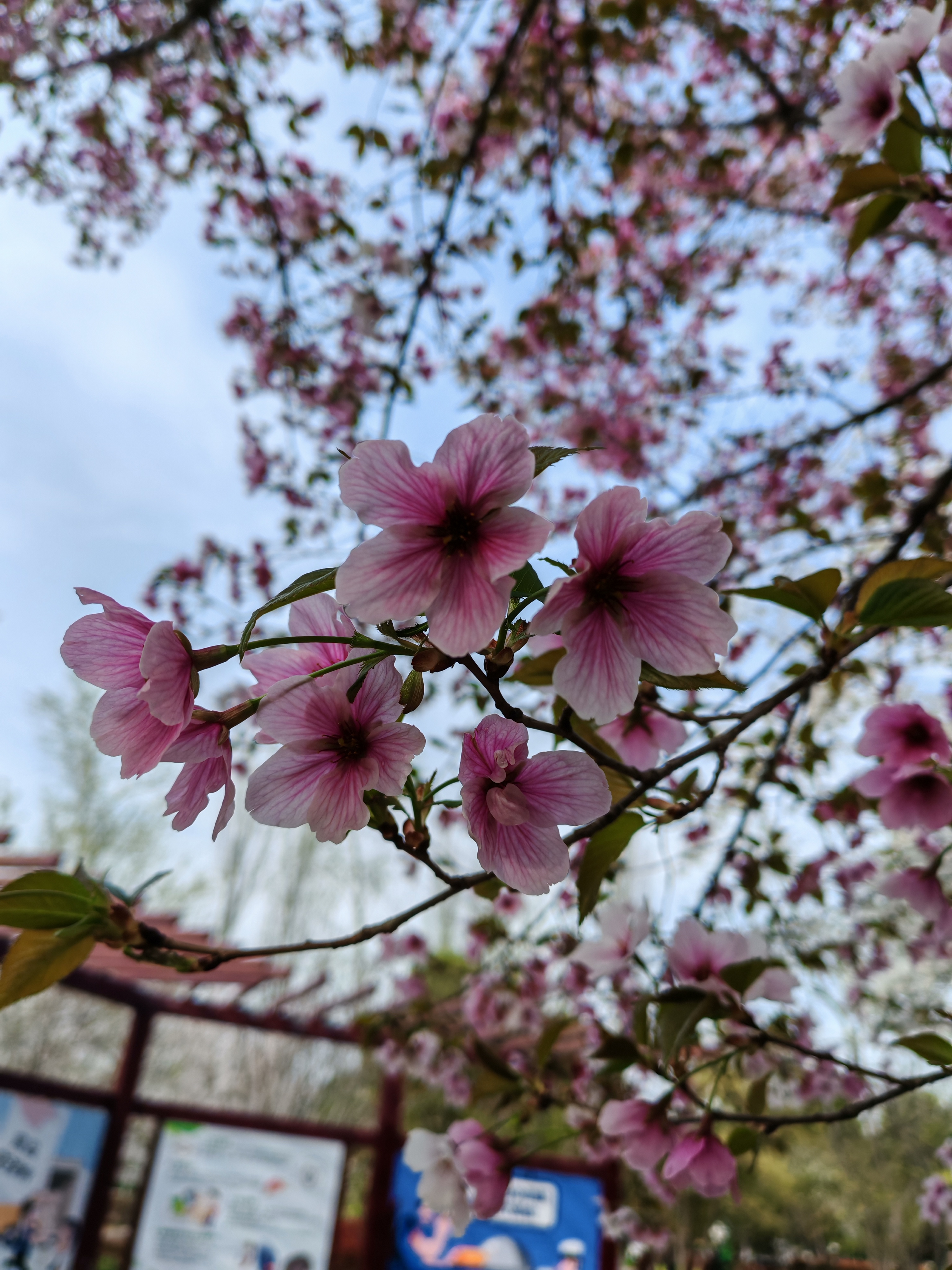 从初入CBA的青涩稚嫩，到如今能独当一面，组织进攻井井有条，关键球也...