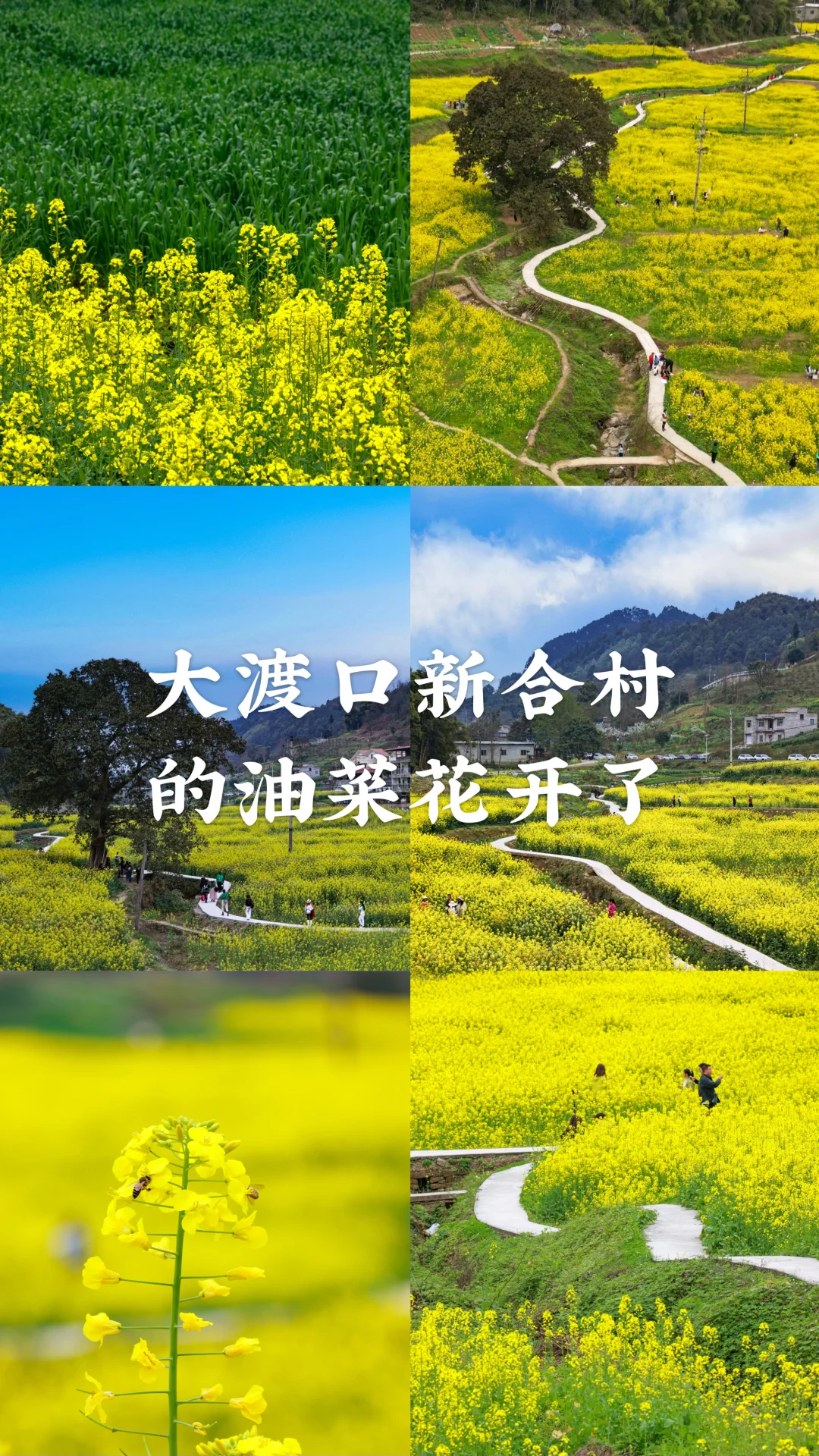 又到了拍油菜花的季节了这次我走进村里🌈‼️