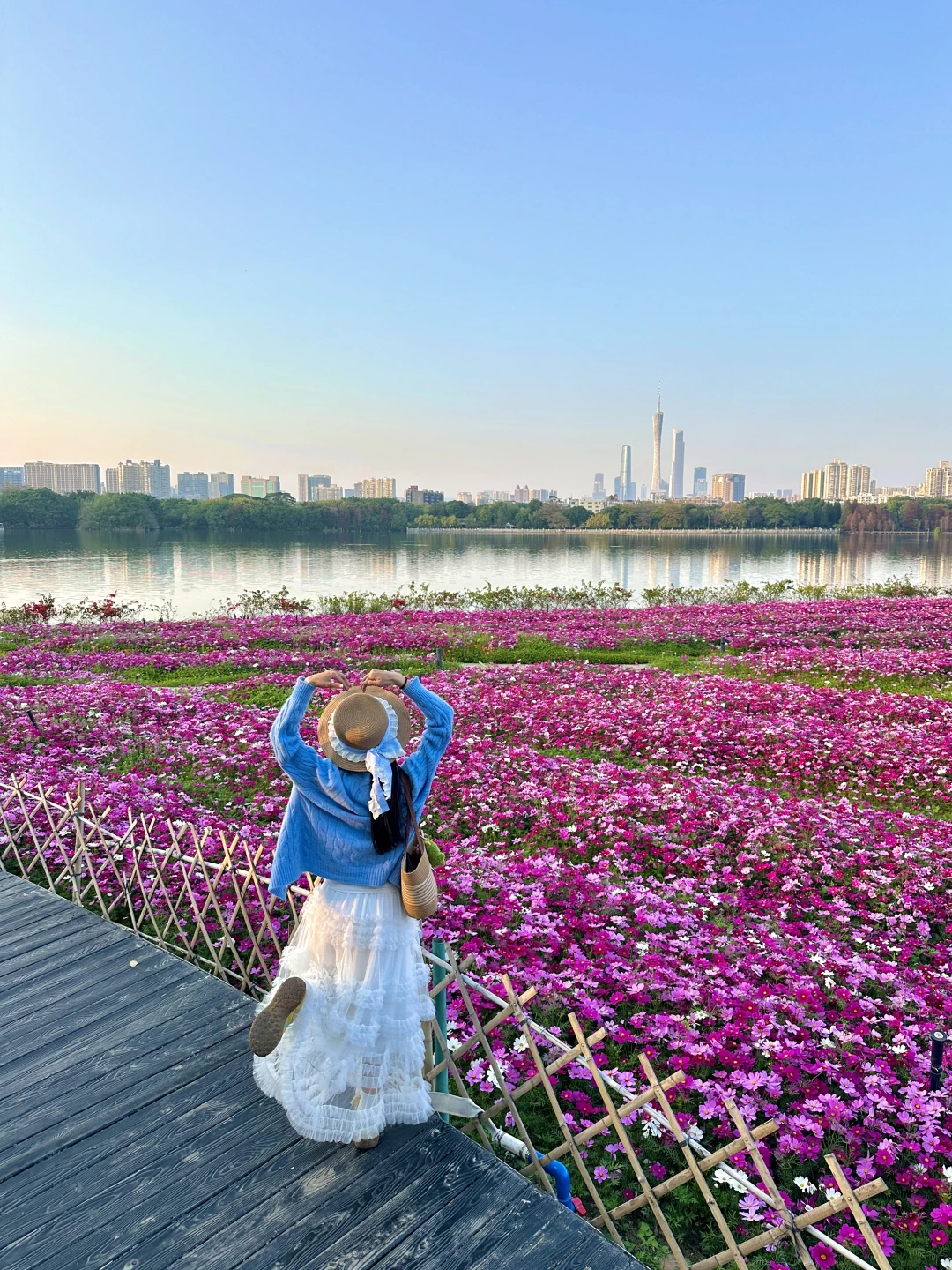 春节游广州｜海珠湖的格桑花🌸开好美爆啦🤩