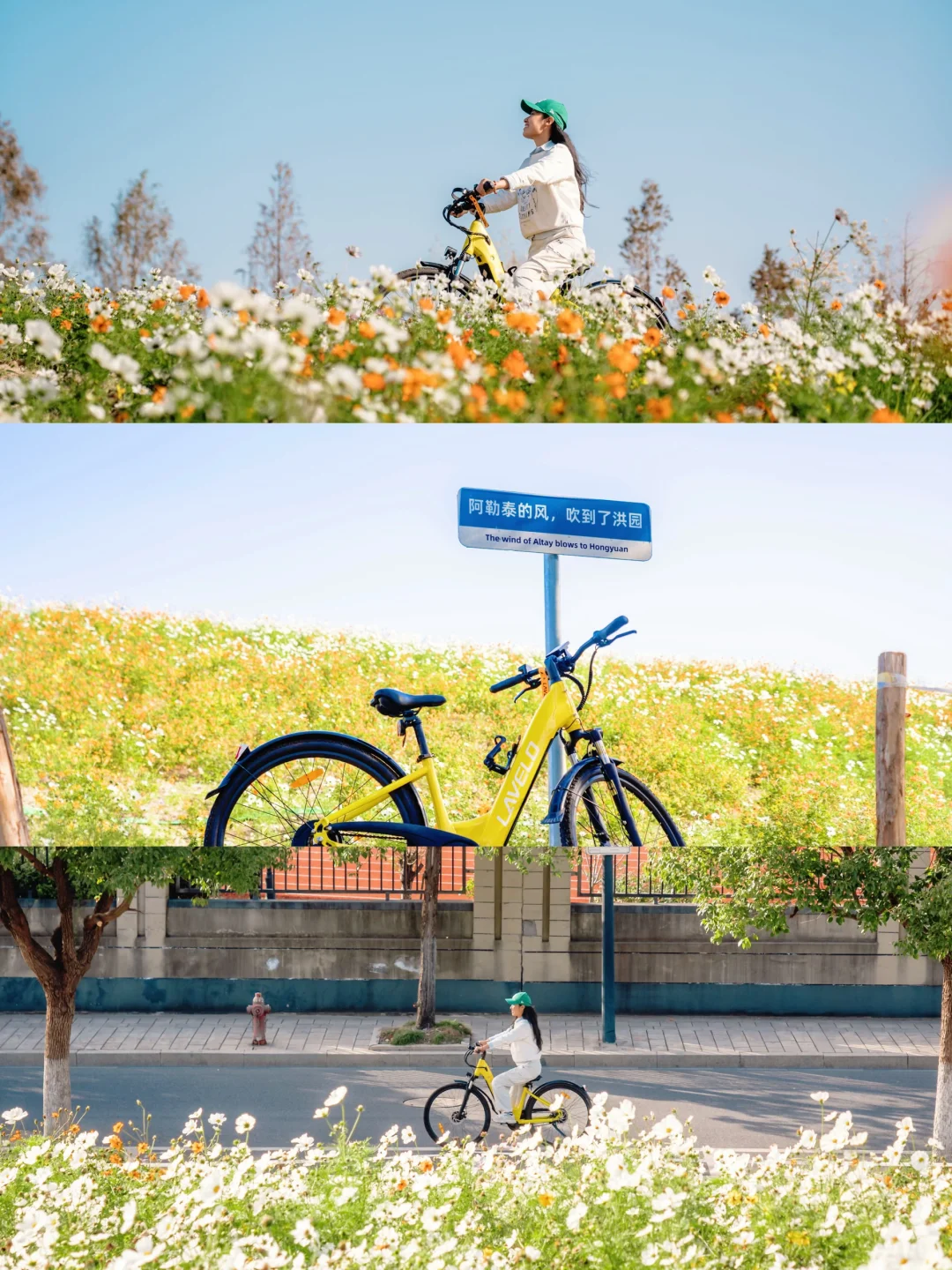 没想到❗️杭州居然还藏着这么一大片花海