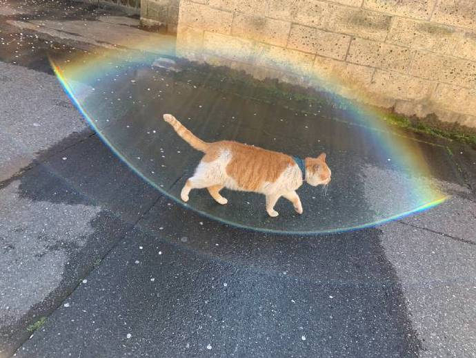 🌈 彩虹合集 求好运好运好运✨ ​ ​​​