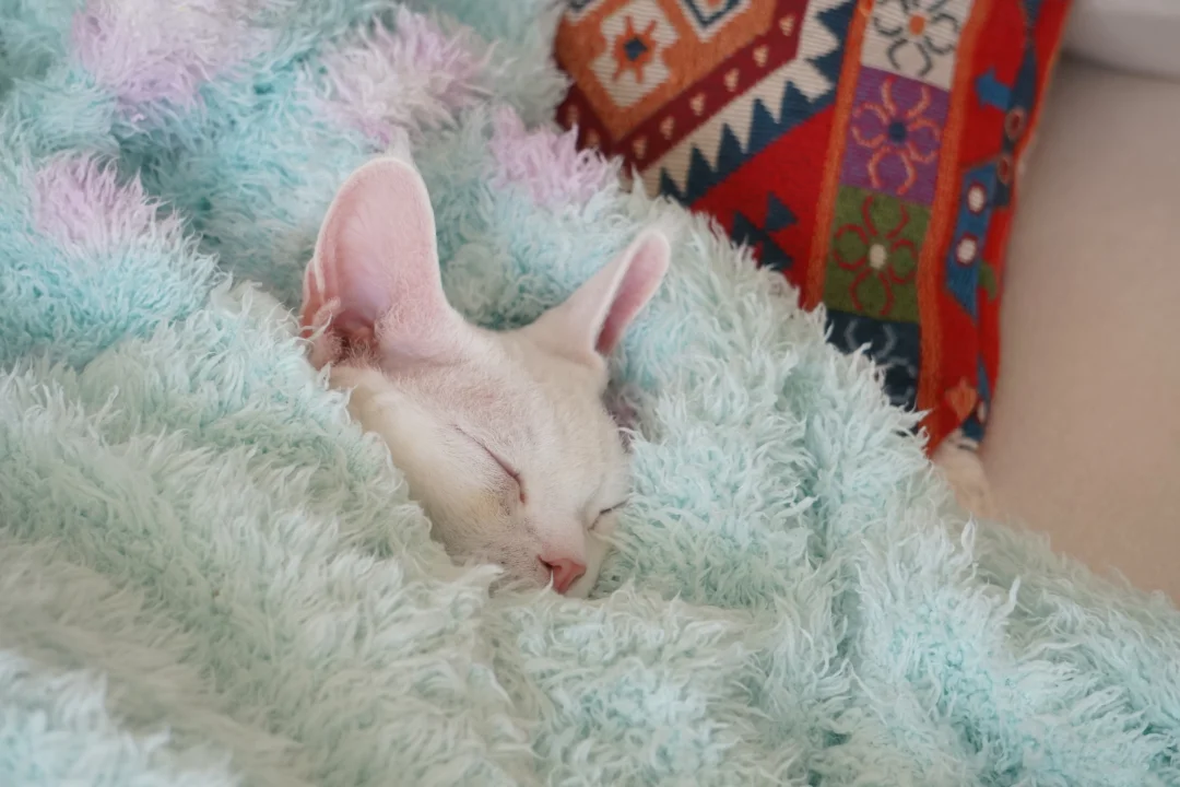 这跟小宝宝有什么区别