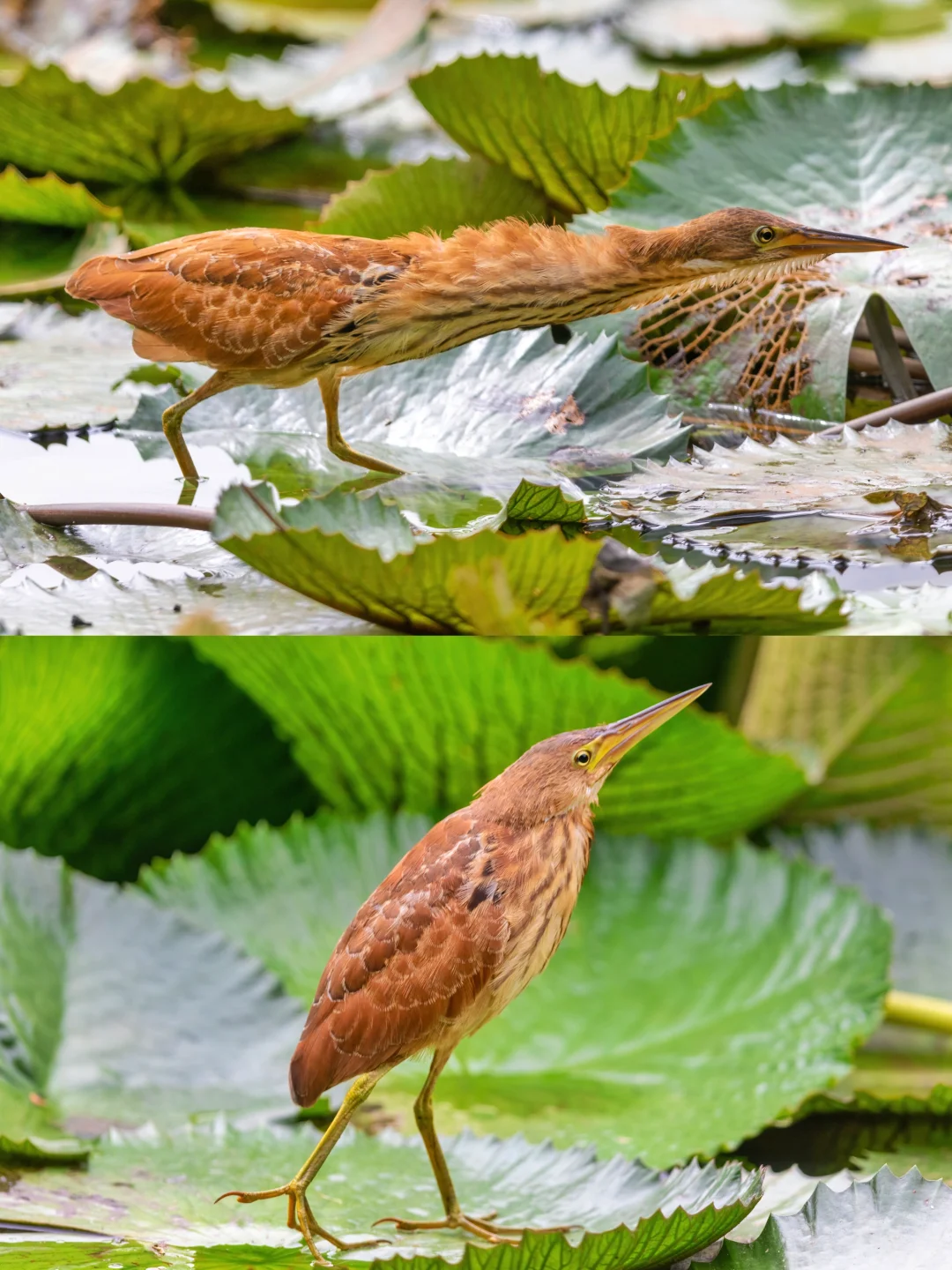 脖子长？脖子短？