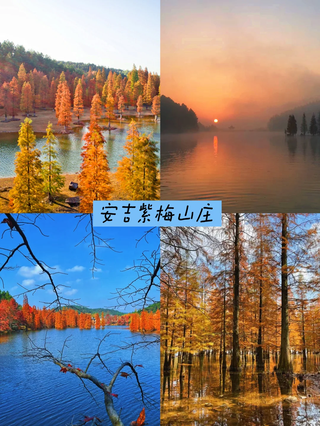 江浙沪旅游|安吉这片水上的杉树林也太美了