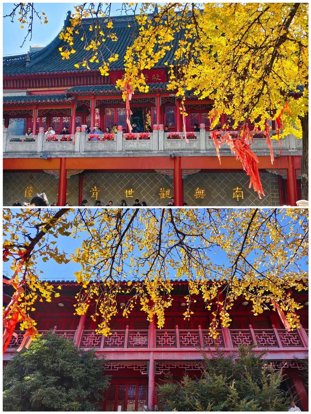 11.20实拍｜毗卢寺拍银杏这个机位绝了