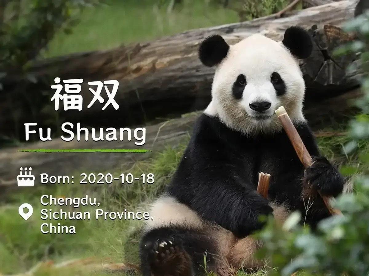 “看到国宝又要出征，瞬间头皮发麻”：平平福双赴美，国人却集体想起了丫丫和乐乐

9月27日凌晨2点55分，成都双流机场。大熊猫平平和福双登上包机，飞往美国亚特兰大动物园，开启为期十年的旅居生活。

平平是雄性，2020年出生，眼圈大而浓黑，擅长爬树。福双是雌性，头顶有一撮蓬松的毛发，反应灵敏， ​