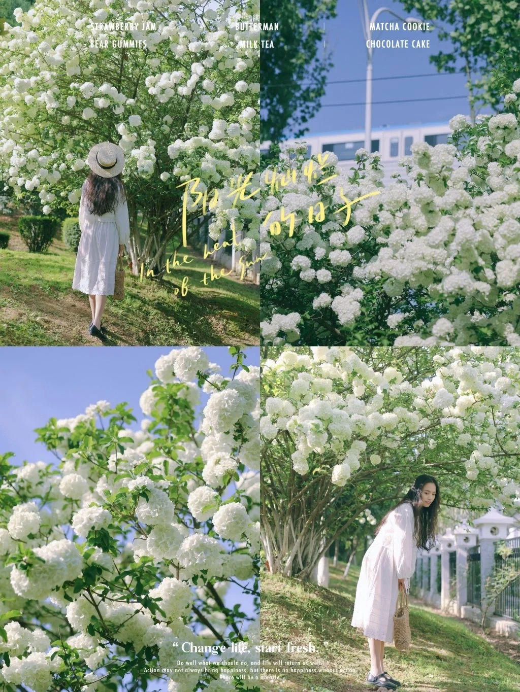 武汉木绣球天花板❗️堤角公园绣球美爆了