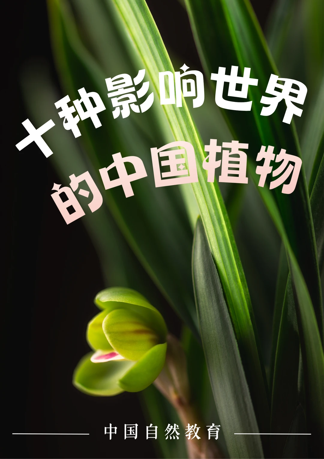 10种影响世界的中国植物