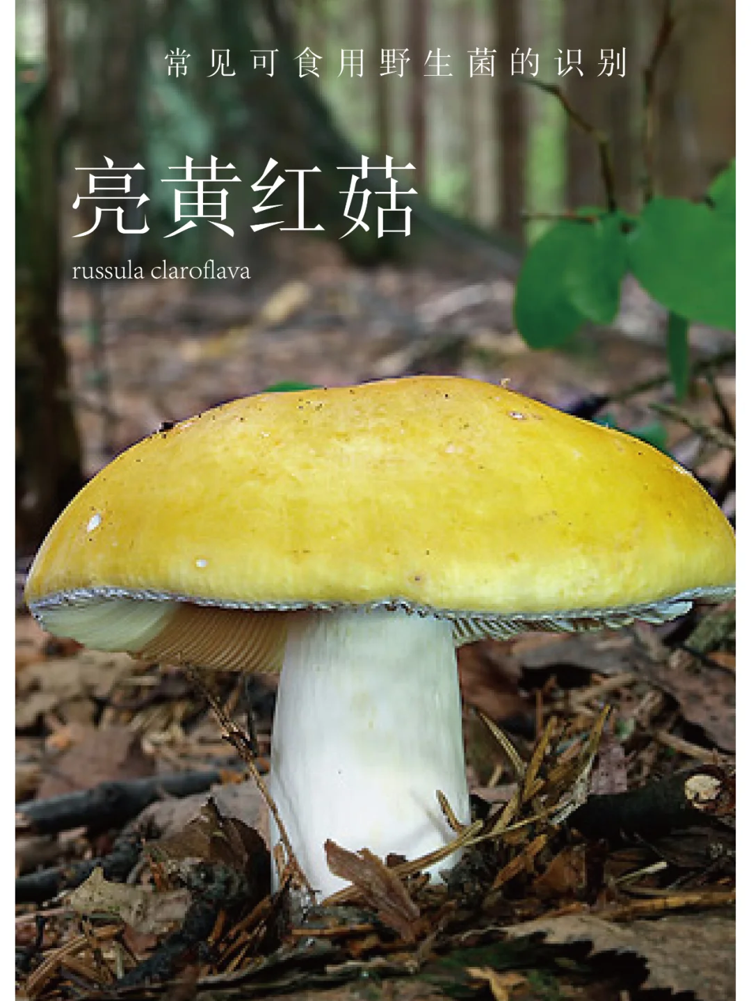 可以吃的黄伞伞白杆杆 | 亮黄红菇