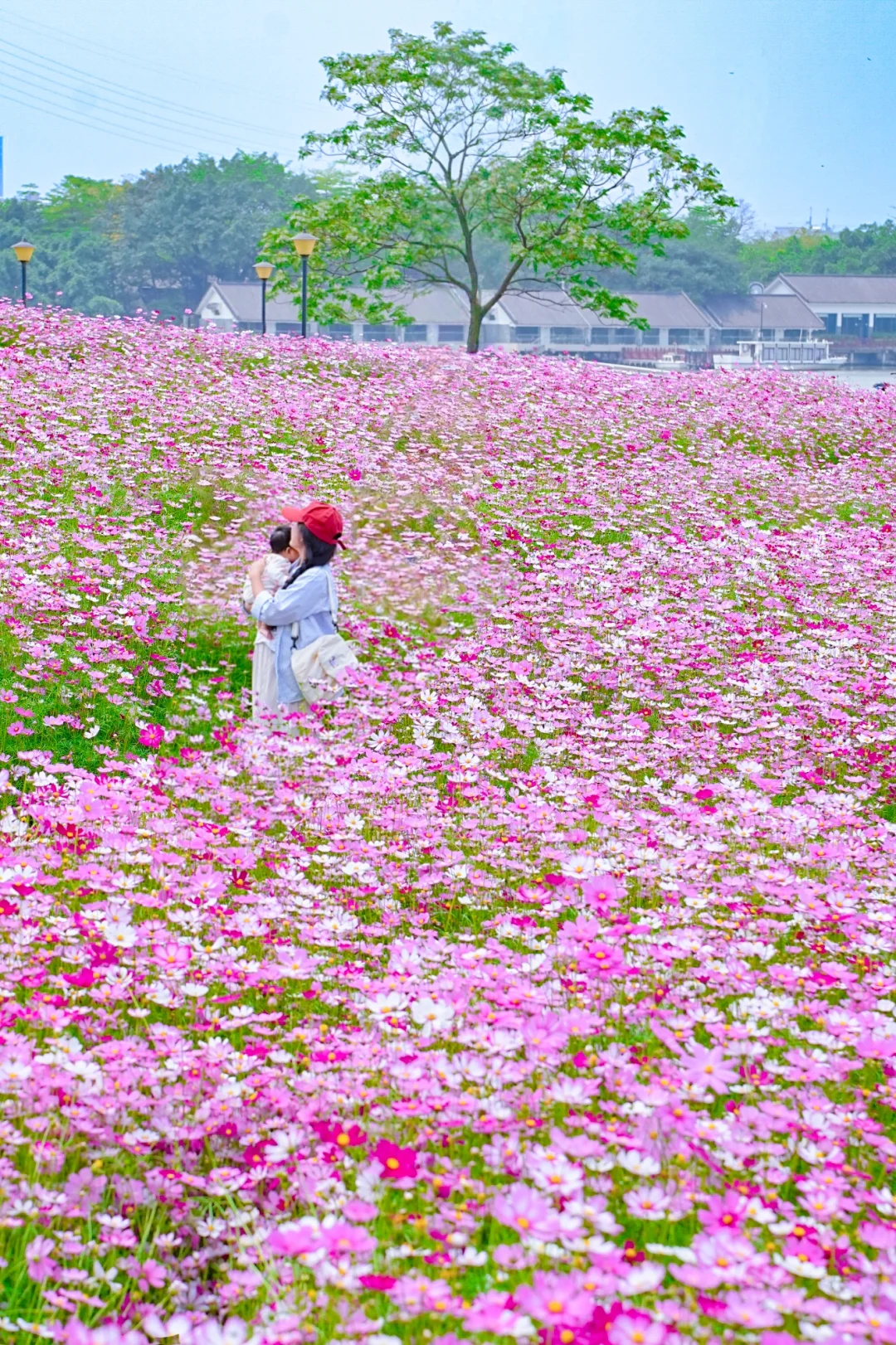 不是海珠湖！藏在小众公园的🌸花海小山坡