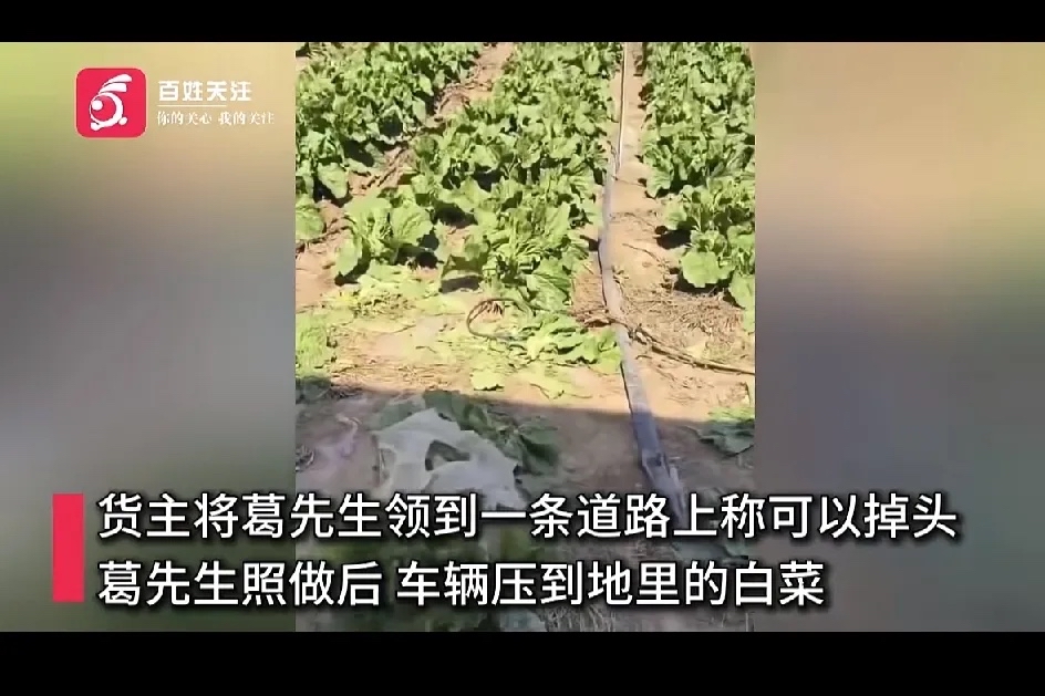 这跟明抢有什么区别！辽宁沈阳，一货车司机卸货后在路边掉头，不料压坏农民20颗白菜，司机赶紧跟货主联系，菜主见状，

张口就要司机赔偿5000元，司机无法接受，协商不成决定报警，菜主更气了，说要这么办这事没有10000解决不了，后来警方介入，经过4个小时的调解，最后这样解决了！

葛先生那趟货跑了一百