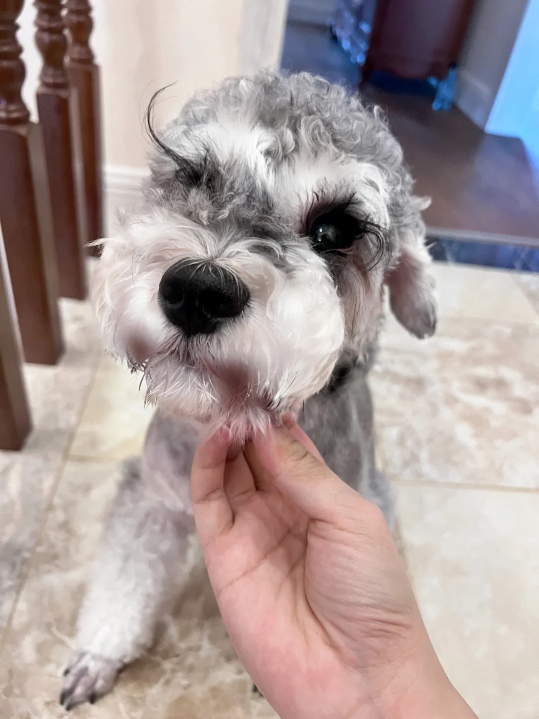 viki得了皮肤病🦠医生不让洗澡🛁毛乱的