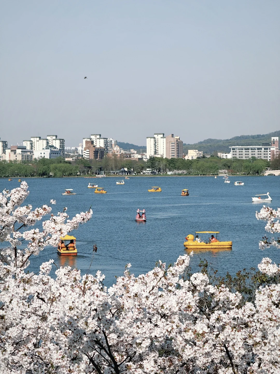 啊啊啊！春天的玄武湖！🌸是巨大的能量场！！