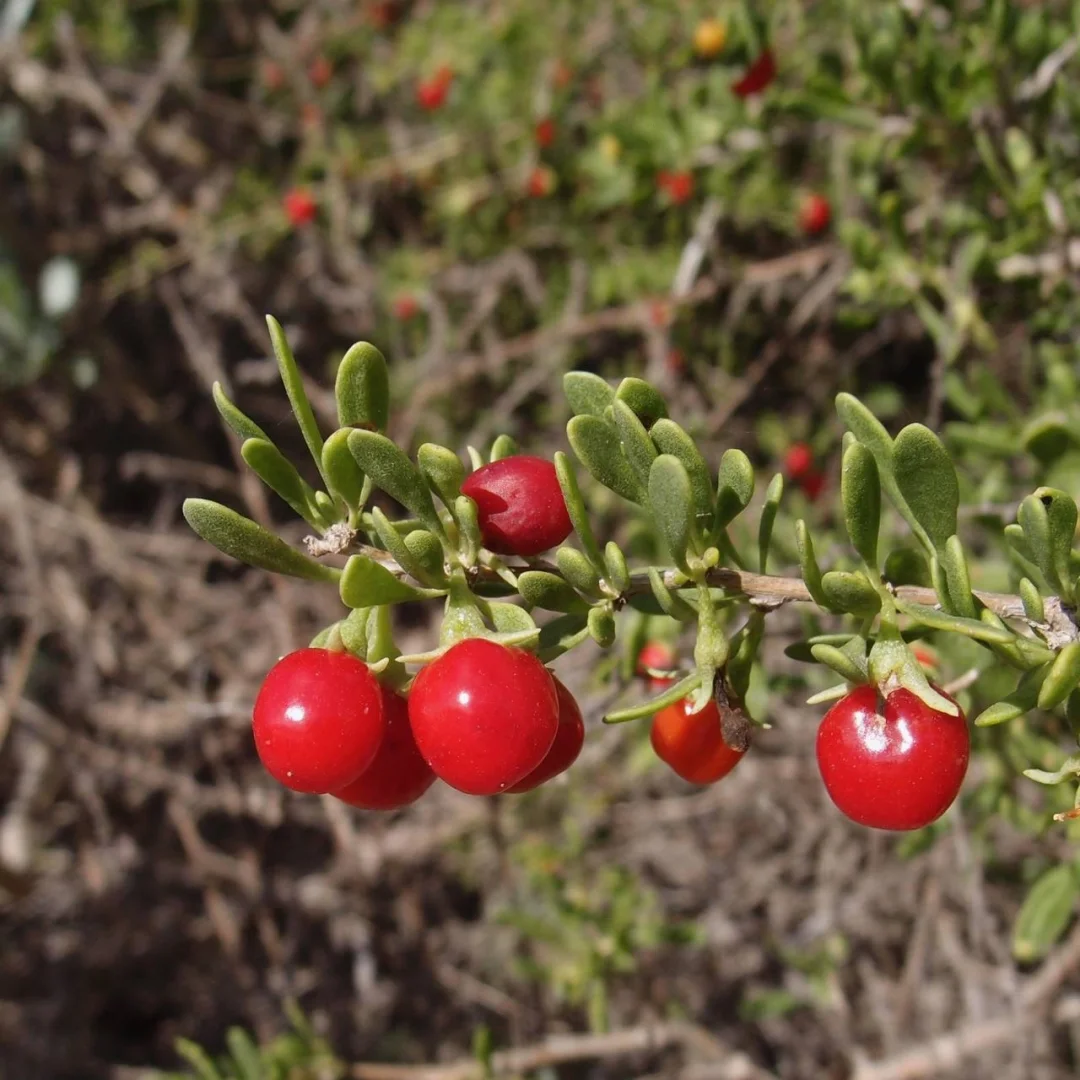 稀有浆果～沙漠枸杞Lycium brevipes