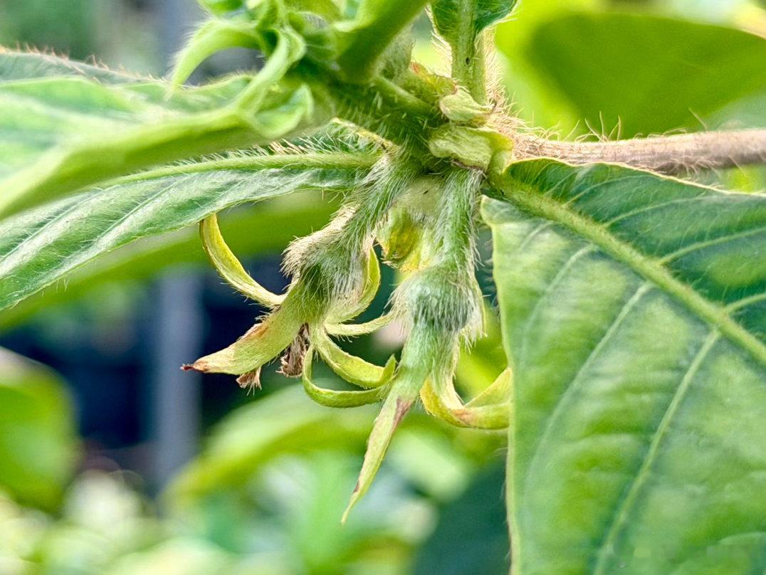 红柿海茜，Timonius minahassae，一种茜草科海茜树属灌木。栽种了两年多，终于盼来果宝宝了，还发现它一个小秘密…正常我不发网图，也不发隔夜照，今破例配两张产地网红图，毕竟当时一粒种子价值320欧，迟点咱再拍点吃果照…[呲牙][呲牙]#水果##水果[超话]##红柿海茜##柿果茜#  ​