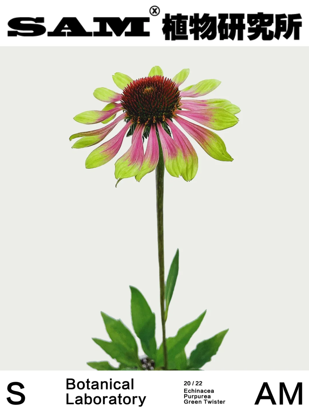 绿旋风松果菊｜Echinacea Purpurea