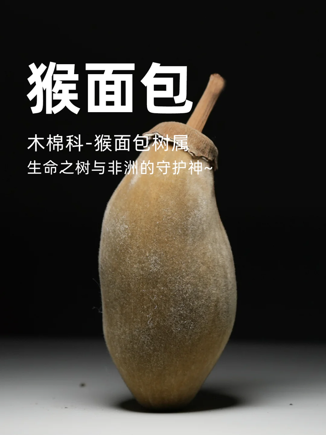 猴面包树，生命之树与非洲的守护神～