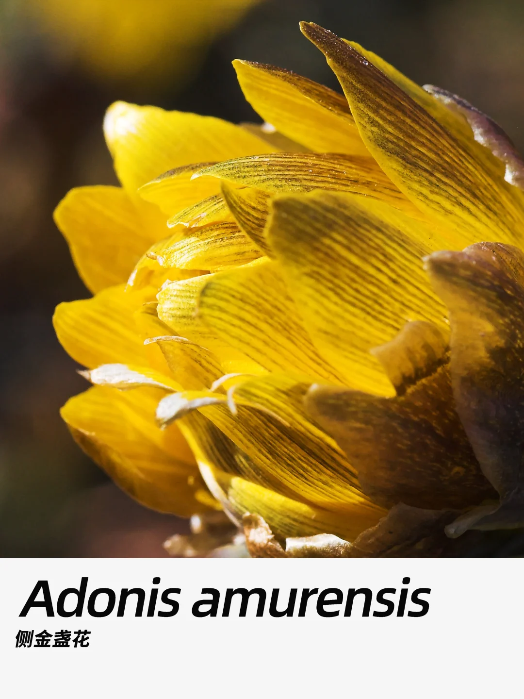 带你每天认识一种花材342｜侧金盏花