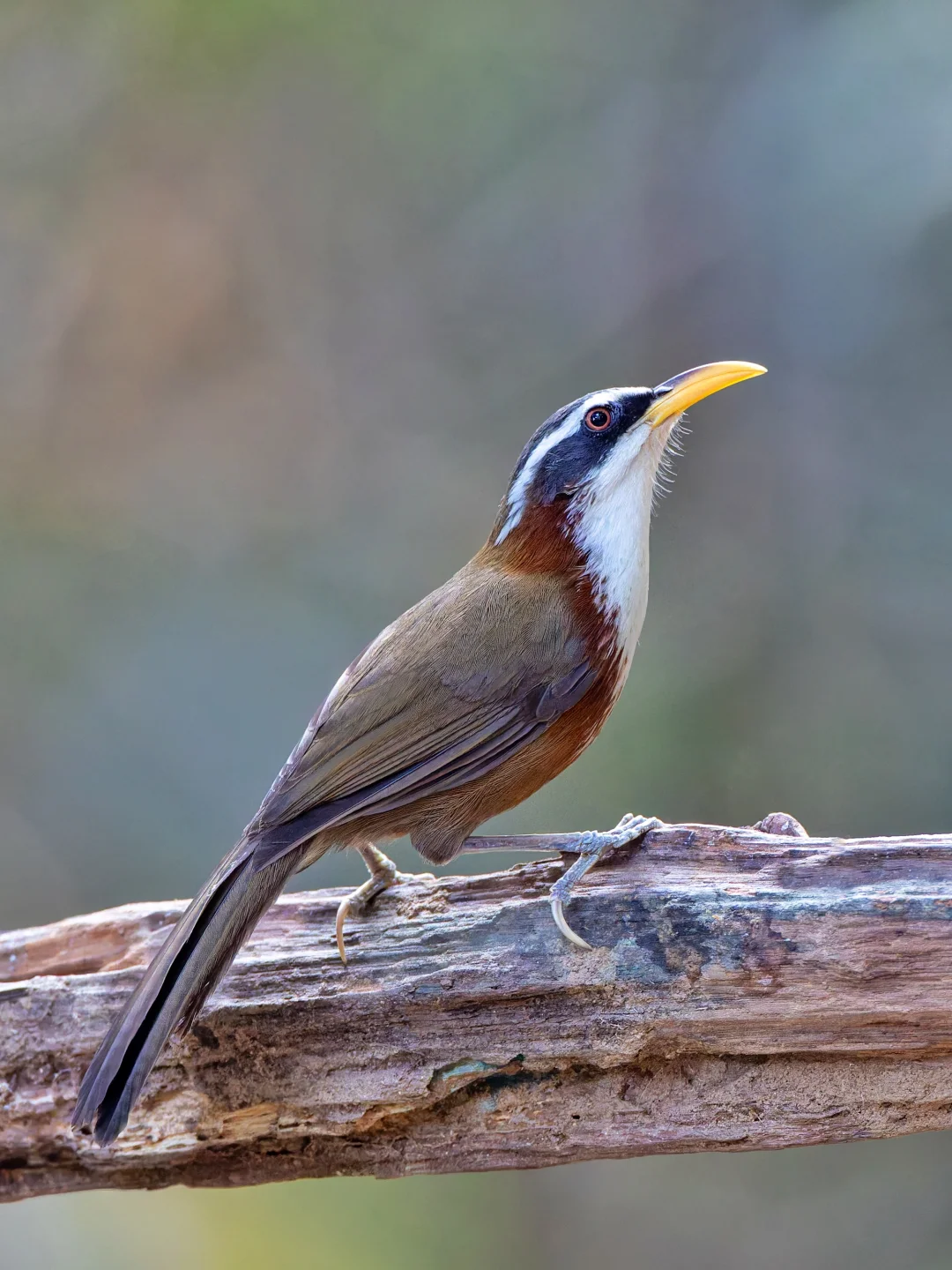 也去看了国内这只难得的灰头钩嘴鹛