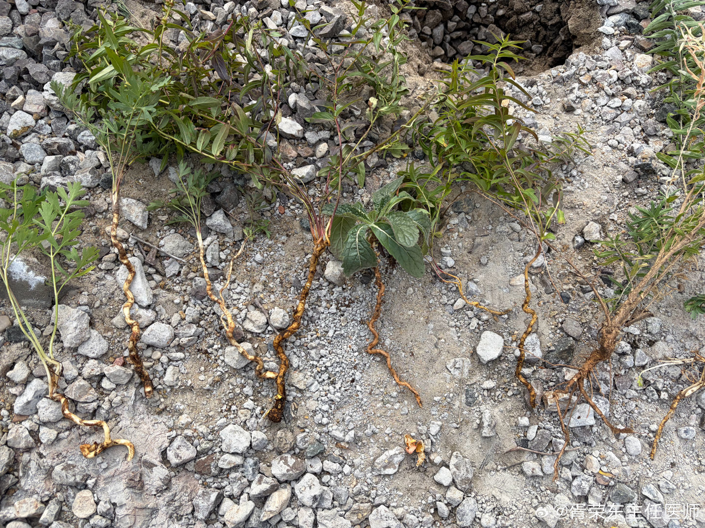大家认识这些草药吗？说说是什么？#世界传统医药日# ​